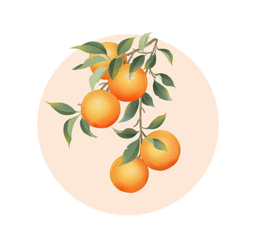 手繪橙子插畫