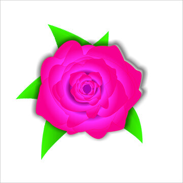 玫瑰花矢量