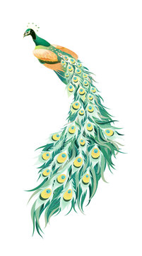精美手繪孔雀插畫