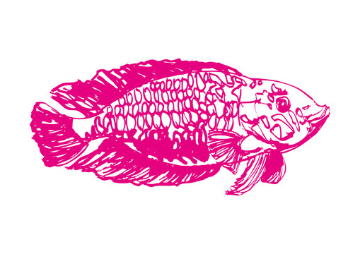 魚類手繪海洋大魚線稿矢量圖