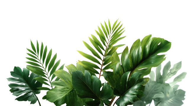 [免摳素材]熱帶綠色植物葉片背景圖