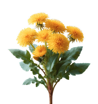 [免摳素材]盛開金盞花花束特寫