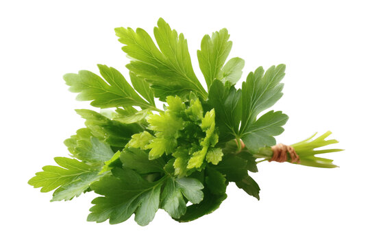 [免摳素材]新鮮歐芹束特寫