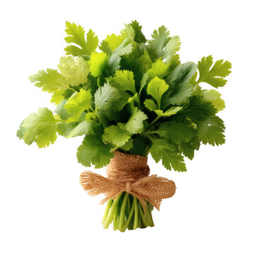 [免摳素材]新鮮芫荽束用麻布絲扎成蝴蝶結(jié)