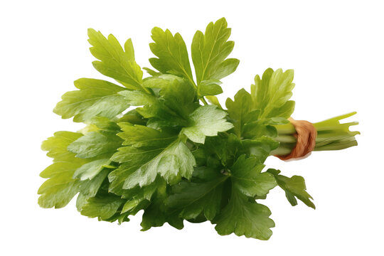 [免摳素材]新鮮香菜束特寫
