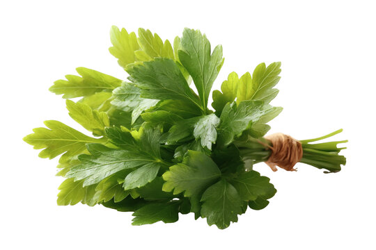 [免摳素材]新鮮香菜束
