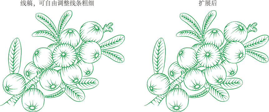 沙棘果線稿