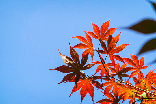 藍天映襯下的艷麗紅楓葉
