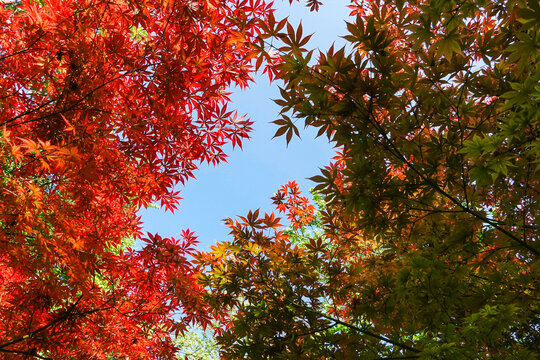 絢爛紅楓葉映藍天
