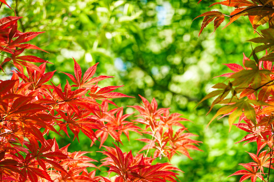 紅楓綠葉間的自然之美