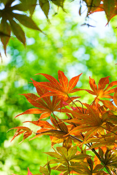 秋日艷麗的紅楓葉特寫