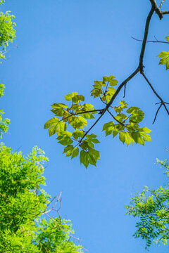 藍天枝葉