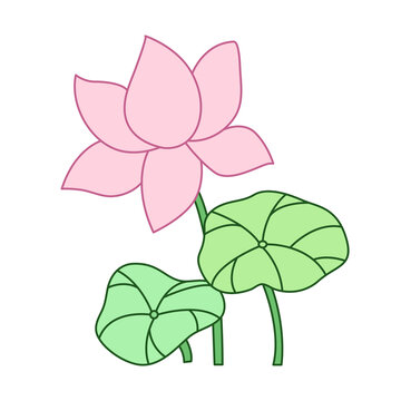 荷花荷葉上色插畫