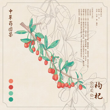 枸杞草藥插畫圖鑒