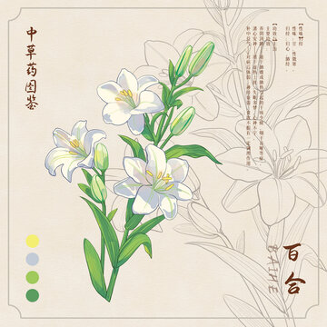 百合草藥插畫圖鑒