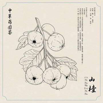 山楂草藥圖鑒黑白插畫