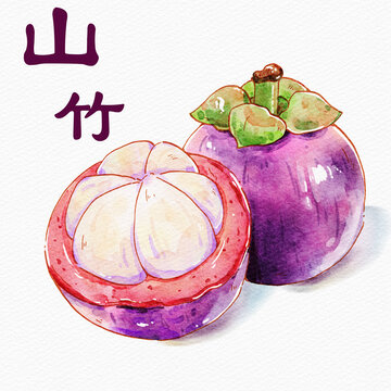 水彩風(fēng)格山竹插畫(huà)
