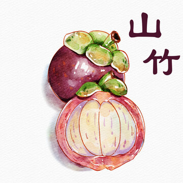 水彩手繪山竹水果插畫(huà)