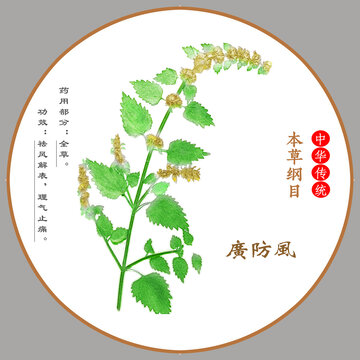 中草藥廣防風(fēng)植物標(biāo)本本草綱目圖譜圖示