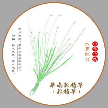 中草藥華南谷精草植物標本本草綱目圖譜圖示
