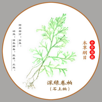 中草藥石上柏植物標(biāo)本本草綱目圖譜圖示