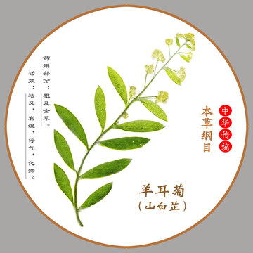 中草藥羊耳菊植物標(biāo)本本草綱目圖譜圖示