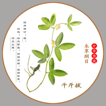 中草藥千斤拔植物標(biāo)本本草綱目圖譜圖示