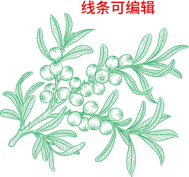 沙棘果線稿