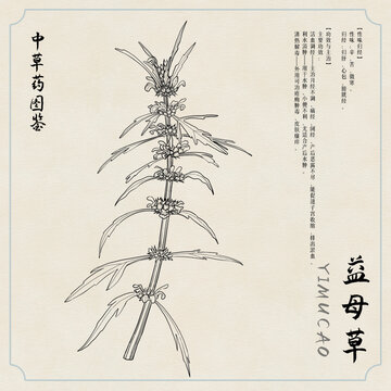 益母草草藥圖鑒黑白