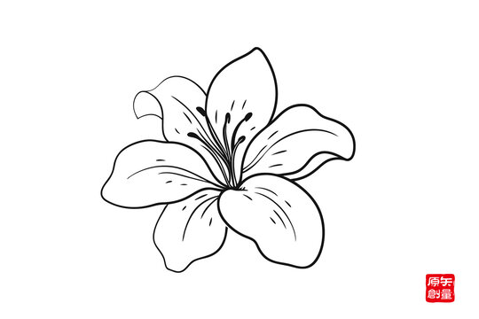 手繪簡(jiǎn)約線條百合花圖案
