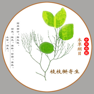 中草藥棱枝槲寄生植物標(biāo)本本草綱目圖譜圖示