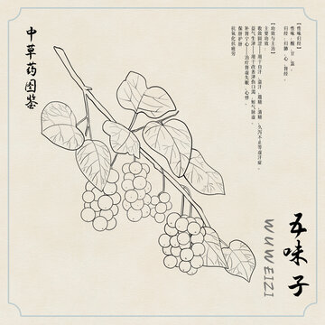 五味子草藥圖鑒黑白