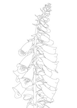 中藥毛地黃花卉線(xiàn)描圖案矢量圖