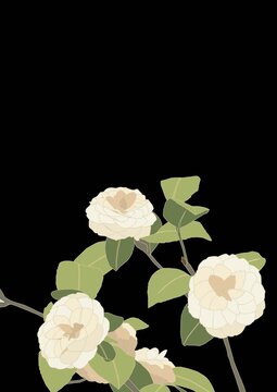簡約風(fēng)白色山茶花插畫