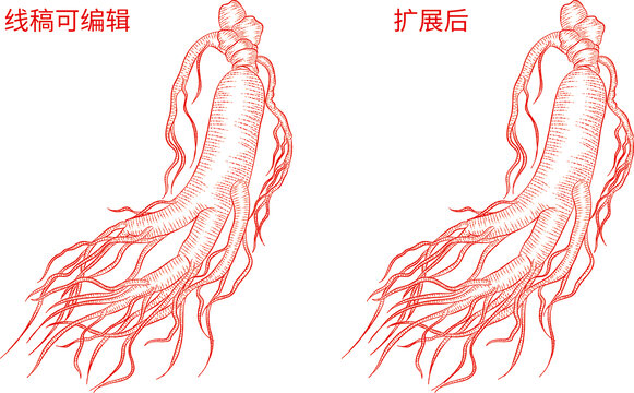 人參線稿