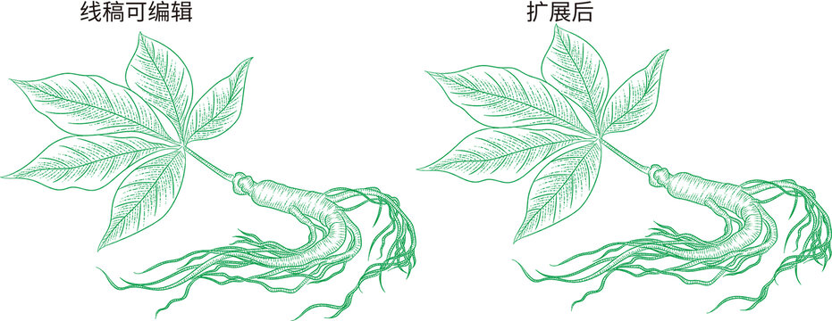 人參線稿