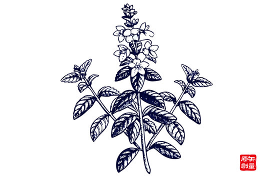 手繪植物花卉圖案插畫