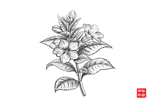 手繪花卉植物黑白水仙花插畫