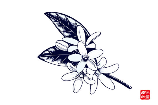 手繪清新花卉枝葉圖案桂花