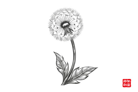 黑白手繪蒲公英插畫(huà)