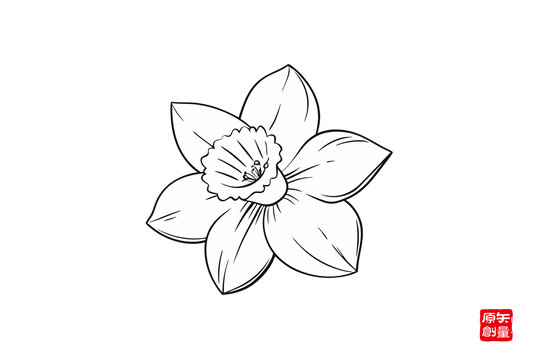 簡約線條勾勒的美麗水仙花