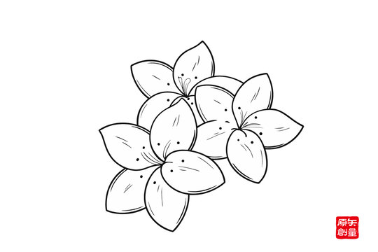 手繪簡約線條花卉茉莉花圖案
