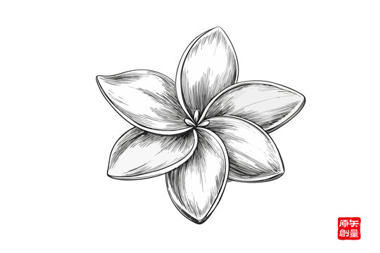 手繪五瓣花黑白茉莉花插畫(huà)
