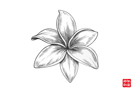 手繪簡約五瓣花茉莉花圖案