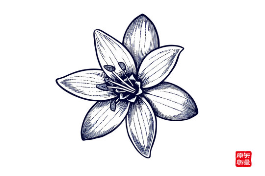 手繪六瓣花朵茉莉花插畫圖案