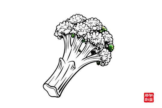 手繪西蘭花蔬菜插畫