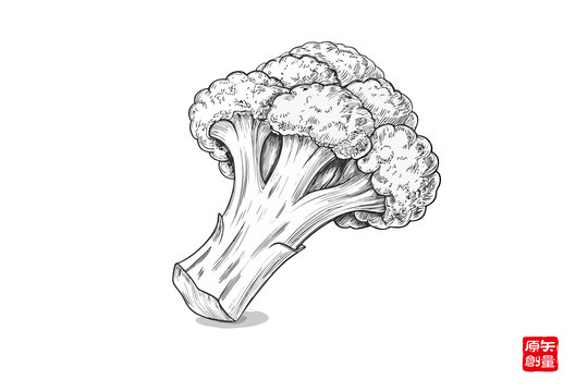 手繪西蘭花蔬菜插畫