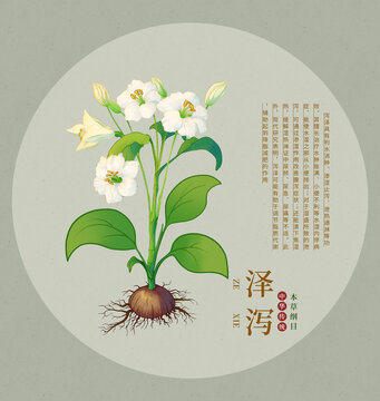 手繪澤瀉植物插畫圖中草藥圖鑒