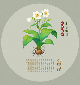 傳統(tǒng)中藥澤瀉植物插畫本草綱目