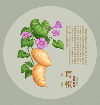 傳統(tǒng)中藥材葛根插畫圖